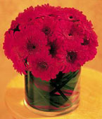 Austria Contemporary Collection Austria,:Red Gerbera Collection