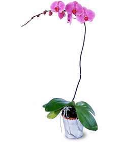 Phalaenopsis Lavender