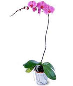  Singapore Flower Singapore Florist  Singapore  Flowers shop Singapore flower delivery online :Phalaenopsis Lavender