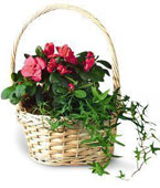  Cambodia Flower Cambodia Florist  Cambodia  Flowers shop Cambodia flower delivery online :Small European Garden.