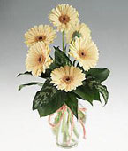  Benin Flower Benin Florist  Benin  Flowers shop Benin flower delivery online :Gerbera daisies bouquet