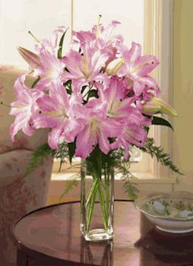 Pink  Lilies