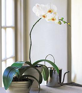 White Beauty Orchid