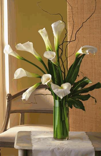 White Callas