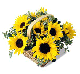  Bangladesh Flower Bangladesh Florist  Bangladesh  Flowers shop Bangladesh flower delivery online  Bangladesh:Sunflower Basket