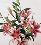 USA Anniversary USA,,:Queen of Lilies