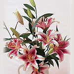 Kuwait  Bouquets Kuwait ,:Stargazer Lilies