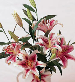 Stargazer Lilies