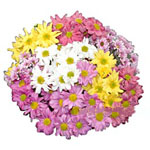 Kuwait  Bouquets Kuwait ,:Charming Daisies