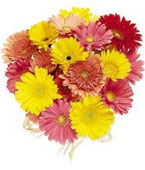 USA Sweetest Day USA,,:Hand Tied Gerbera Daisies - Mixed Colors, w/ greens