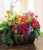 USA Get Well USA,,:Deluxe European Garden Basket