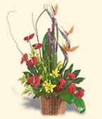 USA Sympathy USA,,:Birds of Paradise Basket