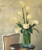 USA Sympathy USA,,:White Callas