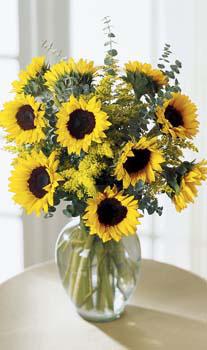 Canada Flowers Canada flower Canada florists :The FTD?Endless Sunflower