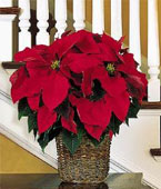  USA Flower USA Florist  USA  Flowers shop USA flower delivery online  ,:6'' Red Poinsettia