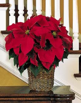 Canada Flowers Canada flower Canada florists :6'' Red Poinsettia