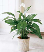 USA Plants USA,,:The FTD Spathiphyllum