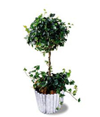 USA Plants USA,,:The FTD?Ivy Topiary