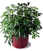 USA Plants USA,,:The FTD Schefflera Arboricola