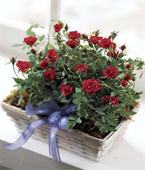 USA Plants USA,,:The FTD Village Rose? Basket