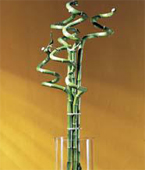 USA Plants USA,,:The FTD?Curly Bamboo Arrangement