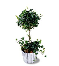 The FTD?Ivy Topiary