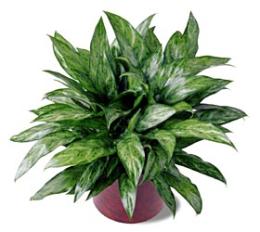 The FTD?Chinese Evergreen