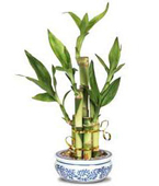 USA Tropical USA,,:Lucky Bamboo