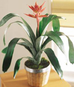 USA Tropical USA,,:The FTD Bromeliad