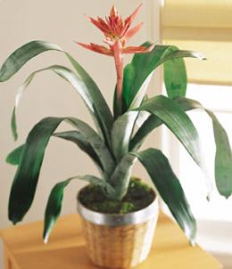 The FTD Bromeliad