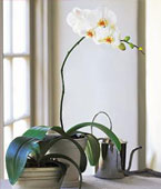 Nova Scotia Best Sellers Nova Scotia,Nova Scotia,NS:White Phalaenopsis Orchid