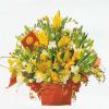  S.Korea Flower S.Korea Florist  S.Korea  Flowers shop S.Korea flower delivery online  ,S.Korea:65 Freesia