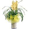 S.Korea flower ,S.Korea:Cymbidium Orchid